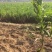 枸杞树占地用枸杞盆景枸杞树苗都有