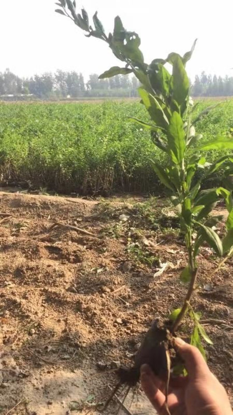 枸杞树占地用枸杞盆景枸杞树苗都有