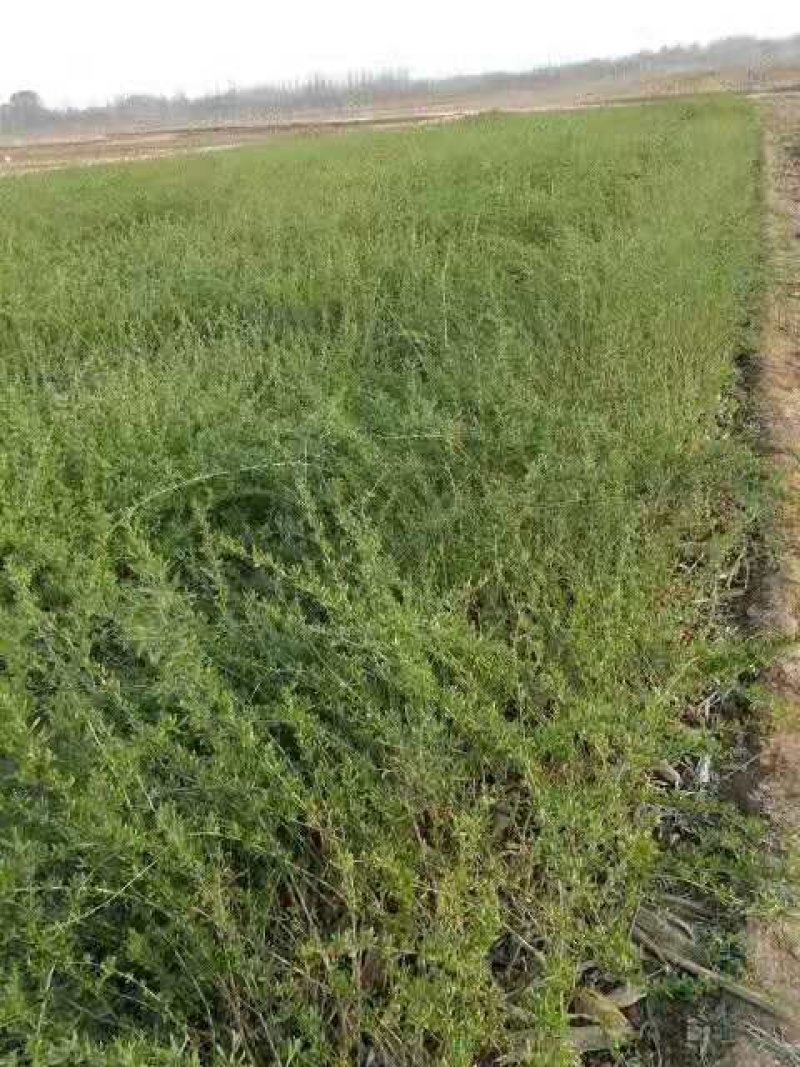 枸杞树占地用枸杞盆景枸杞树苗都有