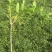 枸杞树占地用枸杞盆景枸杞树苗都有