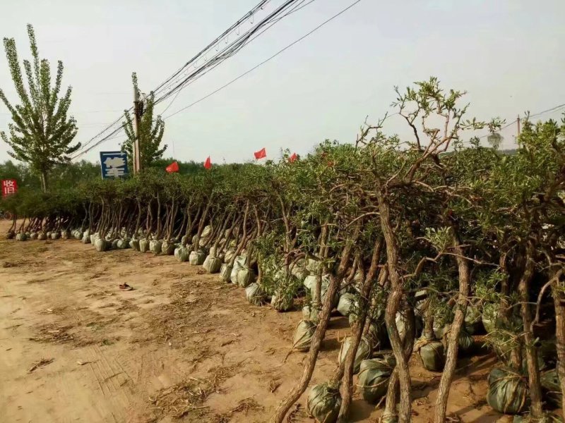 枸杞树占地用枸杞盆景枸杞树苗都有