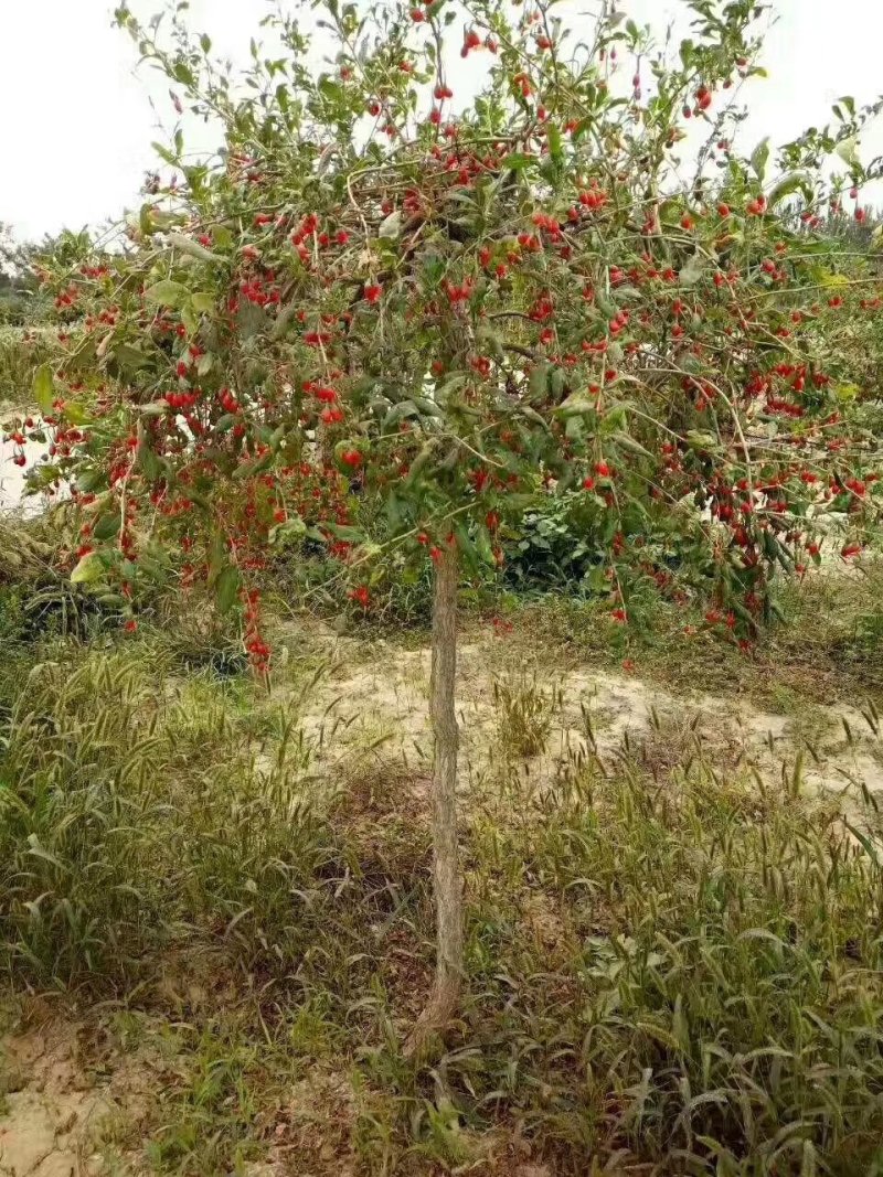 枸杞树占地用枸杞盆景枸杞树苗都有