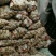荷兰十五土豆包质包量，货源充足全国发货，一手货源