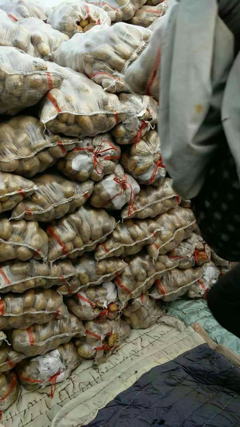 荷兰十五土豆包质包量，货源充足全国发货，一手货源
