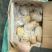 荷兰十五土豆包质包量，货源充足全国发货，一手货源