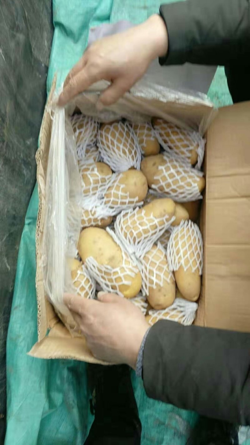 荷兰十五土豆包质包量，货源充足全国发货，一手货源