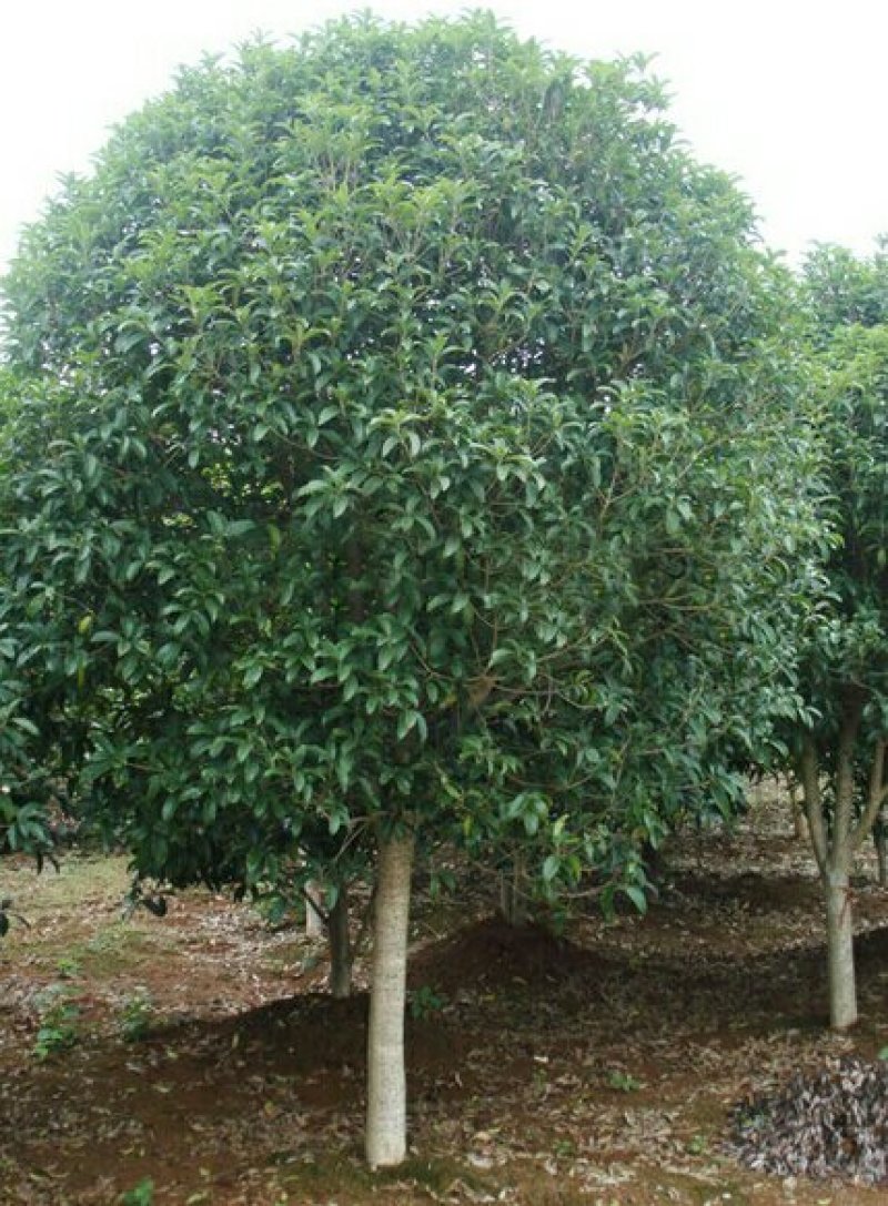 园林绿化苗南方北方种植大叶女贞树苗庭院地栽四季常青高杆女