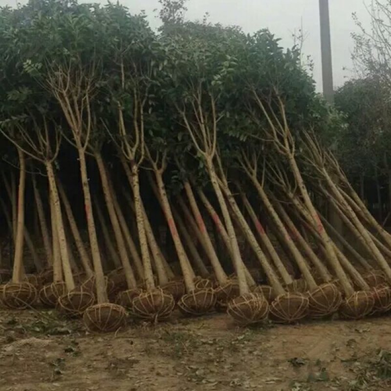 园林绿化苗南方北方种植大叶女贞树苗庭院地栽四季常青高杆女