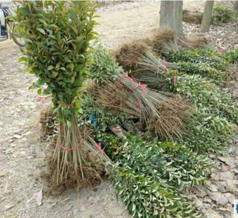 园林绿化苗南方北方种植大叶女贞树苗庭院地栽四季常青高杆女