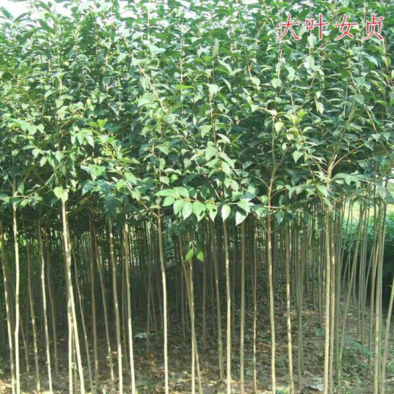 园林绿化苗南方北方种植大叶女贞树苗庭院地栽四季常青高杆女