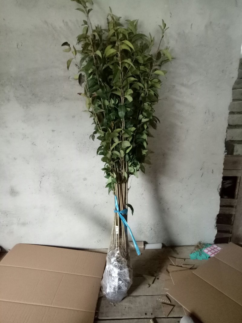 园林绿化苗南方北方种植大叶女贞树苗庭院地栽四季常青高杆女