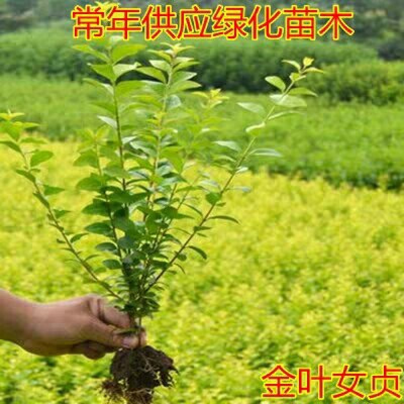 四季常青金叶女贞树苗金森女贞苗小叶女贞苗庭院绿篱绿化工程