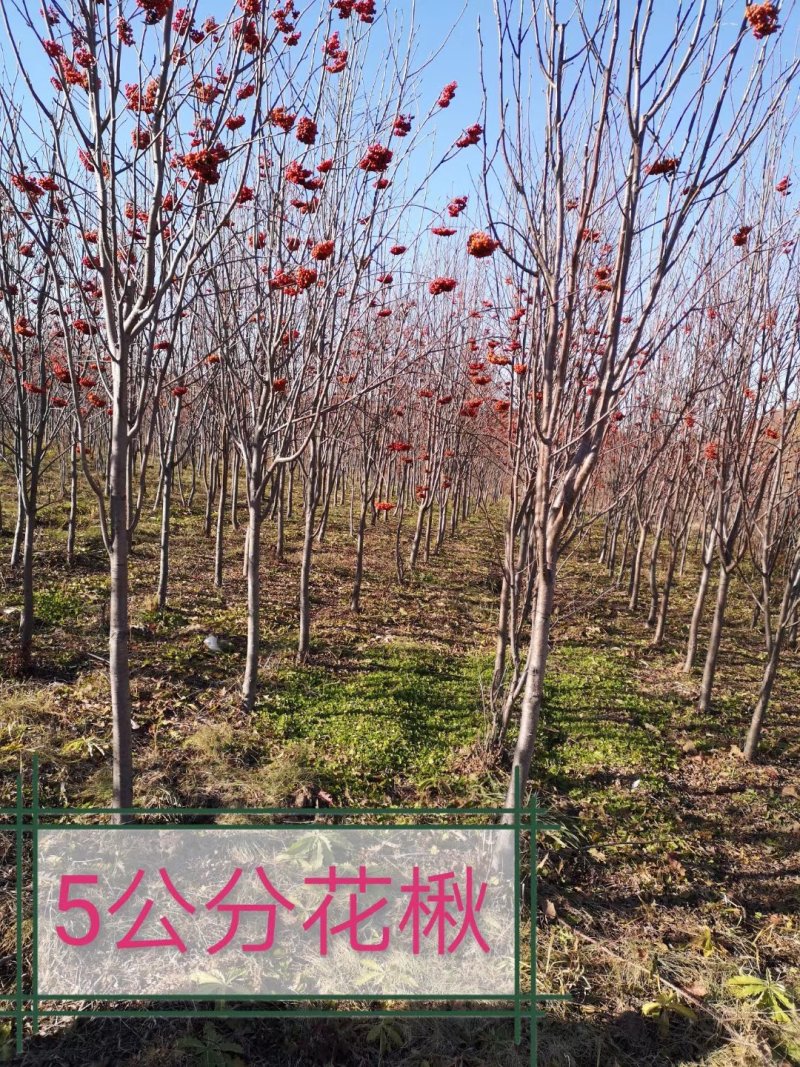 出售一年二年生，百花花楸，白花花楸，华秋苗