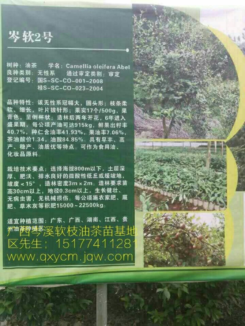 【荐】油茶苗广西油茶苗岑软油茶2号3号苗产地货源视频看货