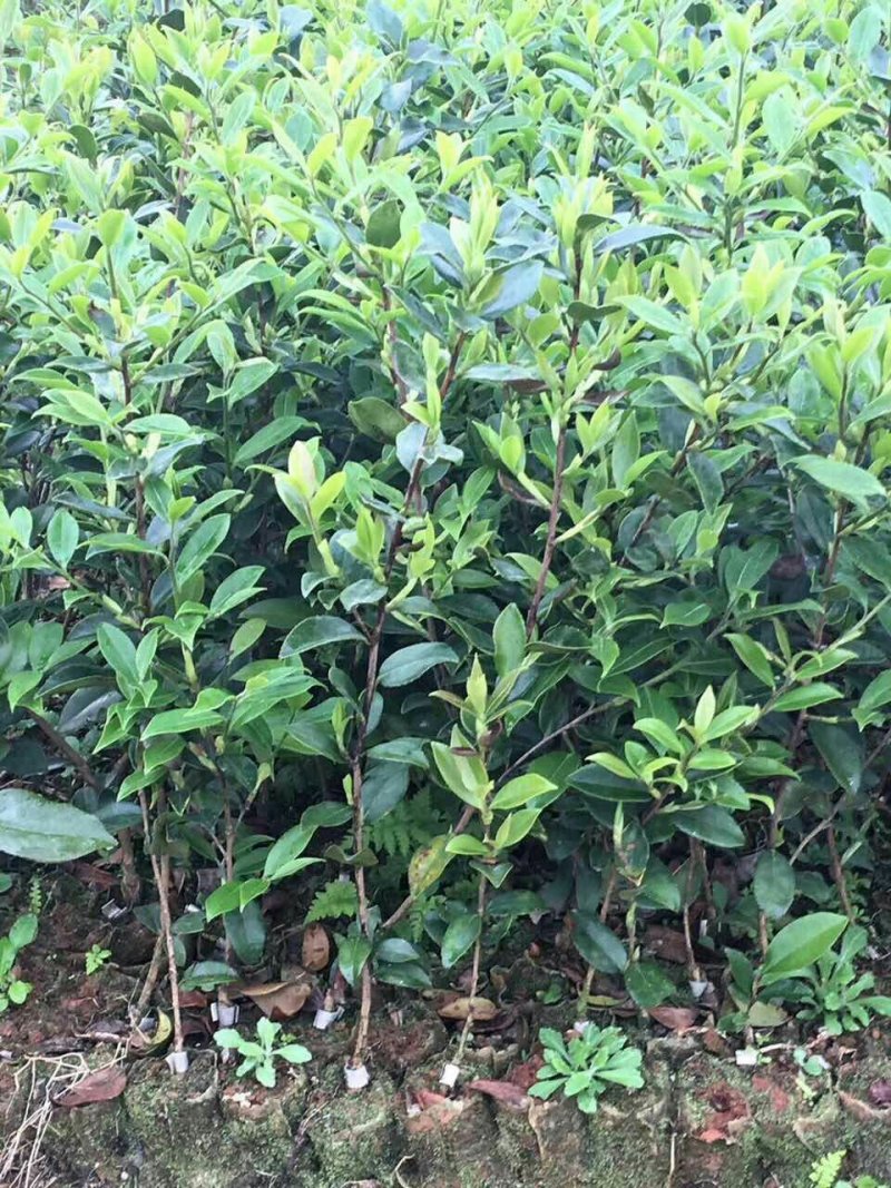 【荐】油茶苗广西油茶苗岑软油茶2号3号苗产地货源视频看货