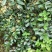 【荐】油茶苗广西油茶苗岑软油茶2号3号苗产地货源视频看货