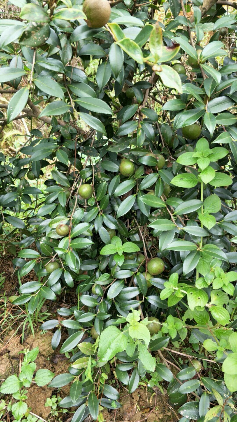 【荐】油茶苗广西油茶苗岑软油茶2号3号苗产地货源视频看货