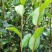 【荐】油茶苗广西油茶苗岑软油茶2号3号苗产地货源视频看货