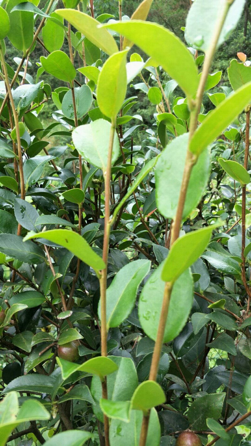 【荐】油茶苗广西油茶苗岑软油茶2号3号苗产地货源视频看货