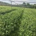 【荐】油茶苗广西油茶苗岑软油茶2号3号苗产地货源视频看货