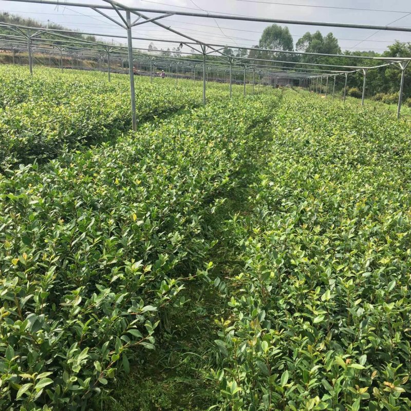 【荐】油茶苗广西油茶苗岑软油茶2号3号苗产地货源视频看货