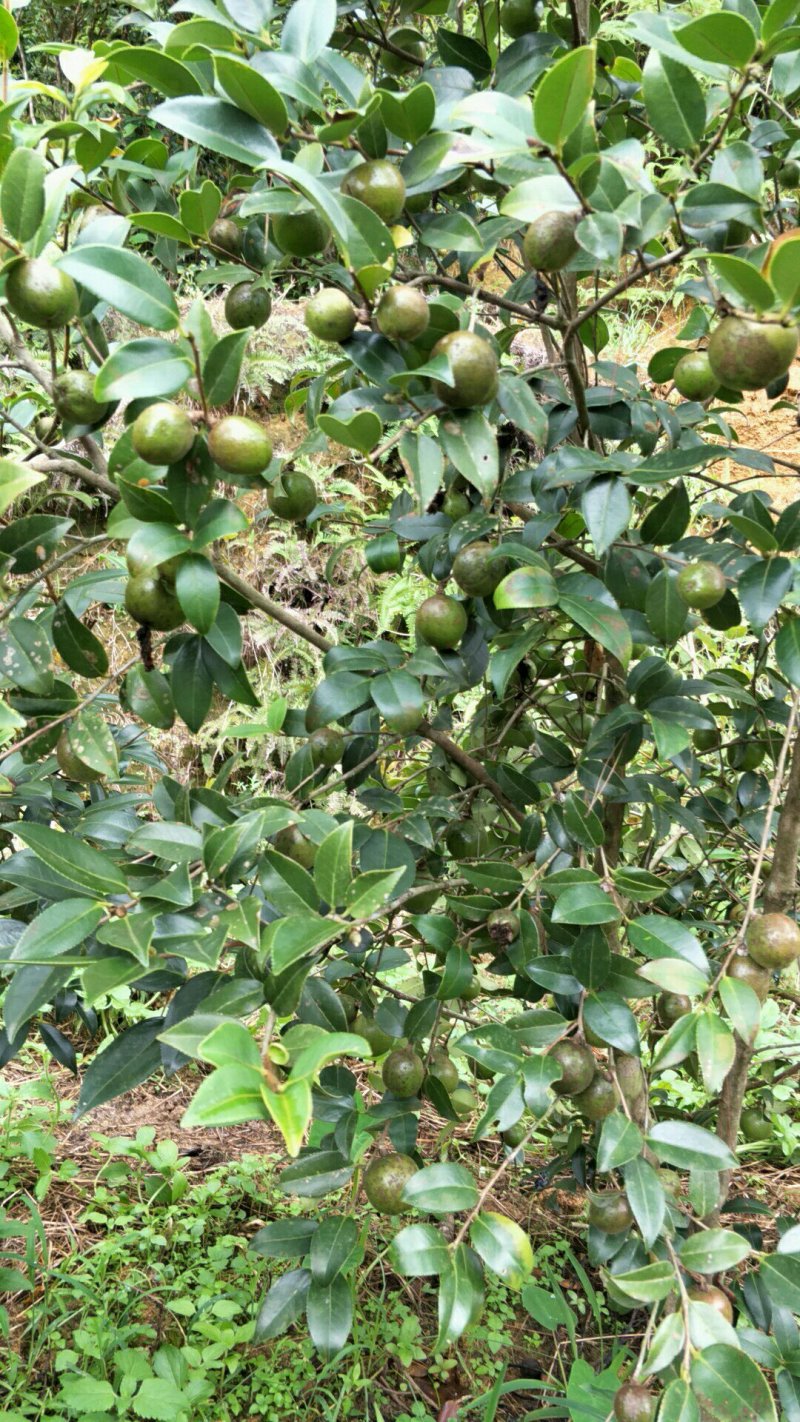 【荐】油茶苗广西油茶苗岑软油茶2号3号苗产地货源视频看货