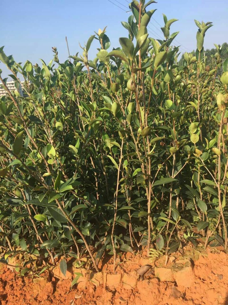【荐】油茶苗广西油茶苗岑软油茶2号3号苗产地货源视频看货