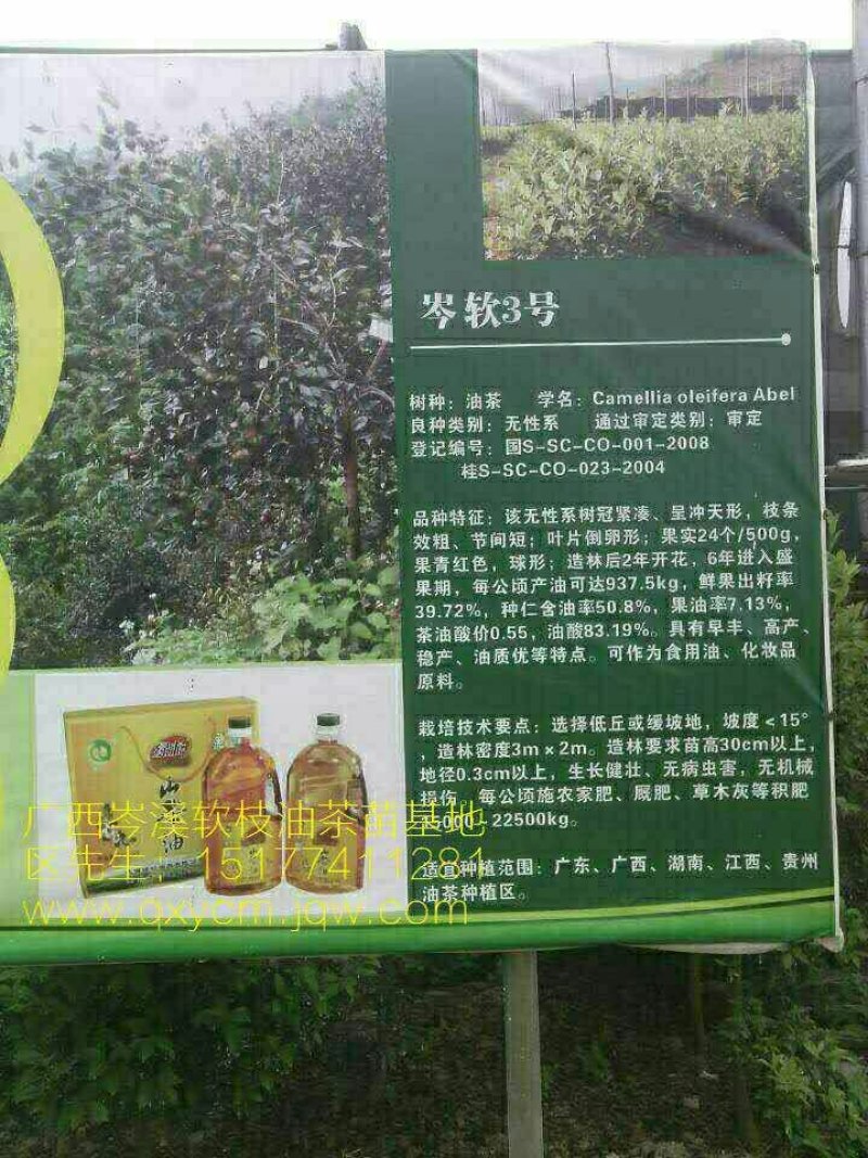 【荐】油茶苗广西油茶苗岑软油茶2号3号苗产地货源视频看货