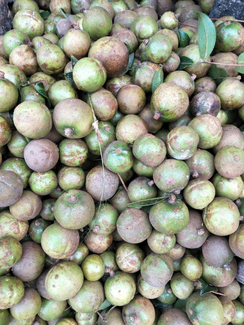 【荐】油茶苗广西油茶苗岑软油茶2号3号苗产地货源视频看货