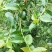 【荐】油茶苗广西油茶苗岑软油茶2号3号苗产地货源视频看货