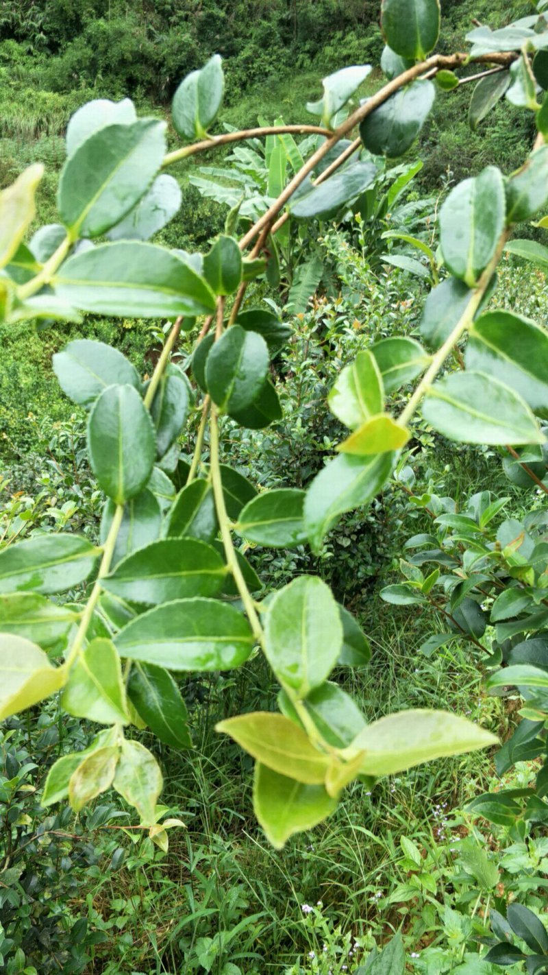【荐】油茶苗广西油茶苗岑软油茶2号3号苗产地货源视频看货