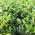 【荐】油茶苗广西油茶苗岑软油茶2号3号苗产地货源视频看货