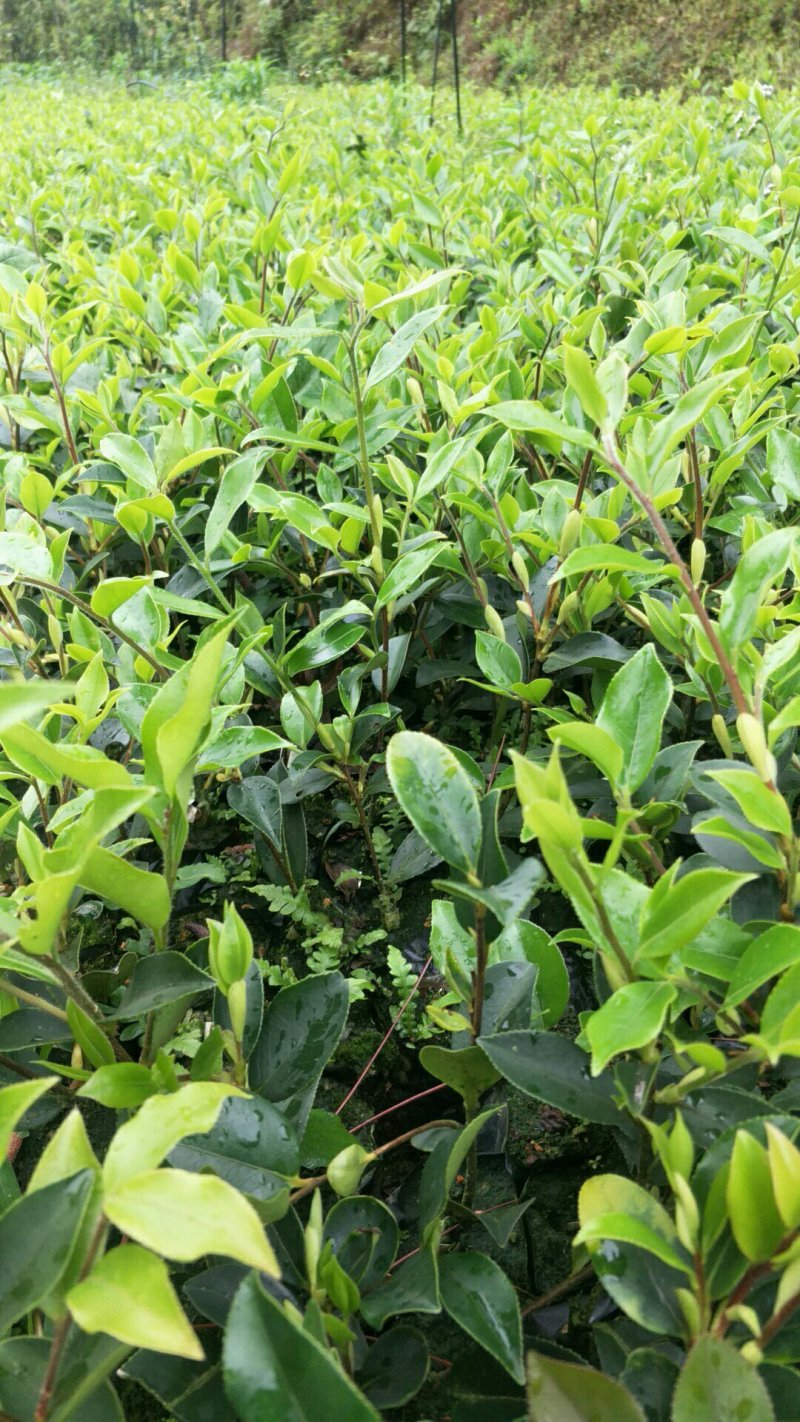 【荐】油茶苗广西油茶苗岑软油茶2号3号苗产地货源视频看货
