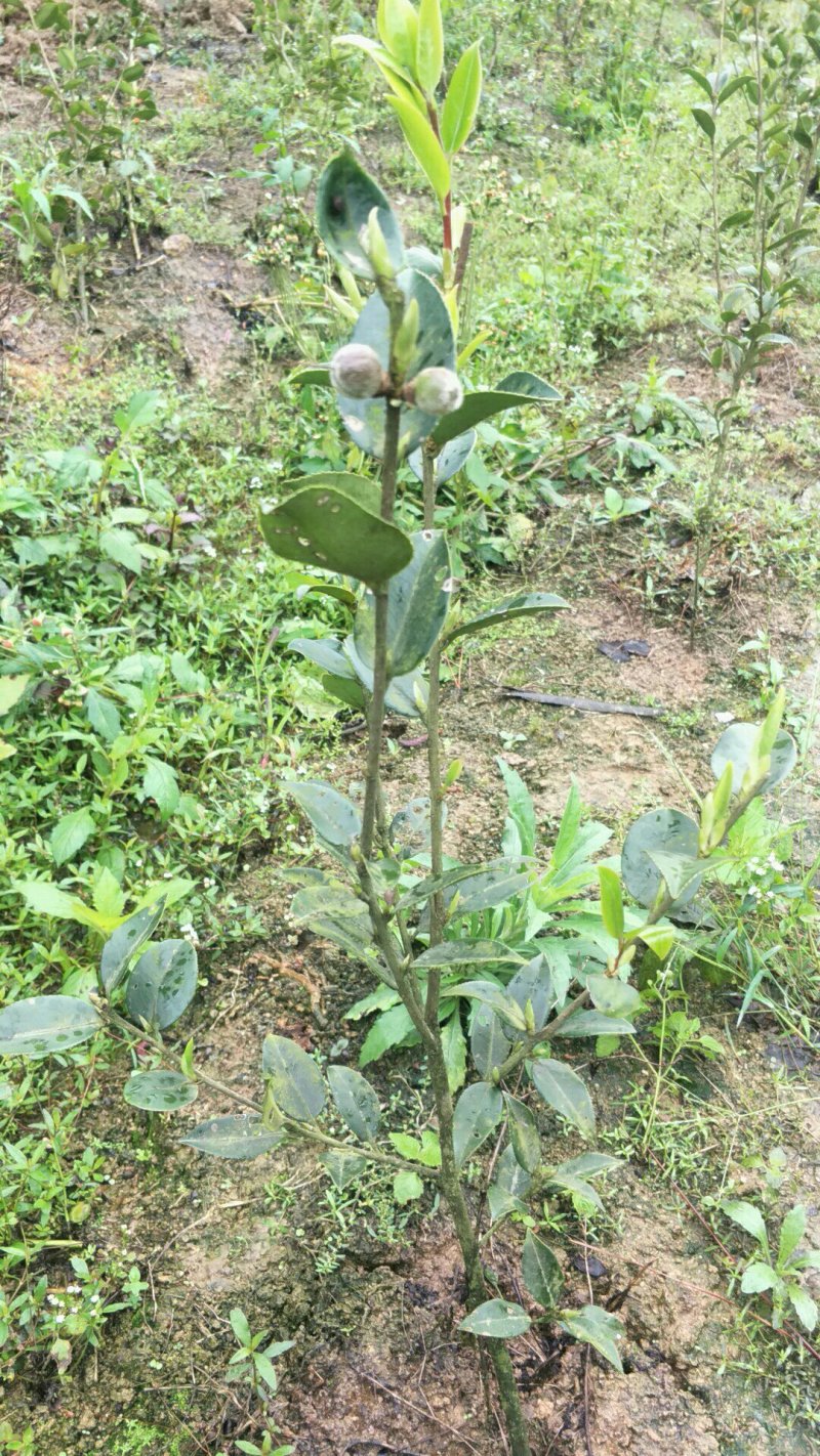 【荐】油茶苗广西油茶苗岑软油茶2号3号苗产地货源视频看货