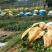 【荐】油茶苗广西油茶苗岑软油茶2号3号苗产地货源视频看货