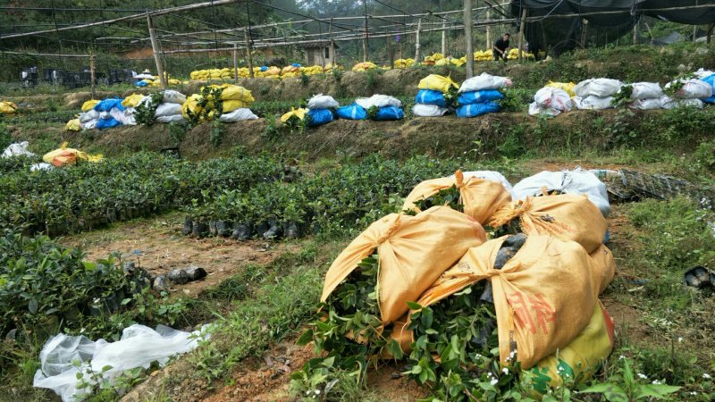 【荐】油茶苗广西油茶苗岑软油茶2号3号苗产地货源视频看货