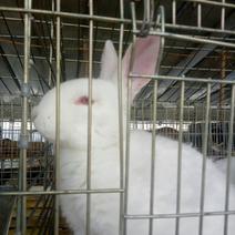 家养兔子獭兔种兔比利时兔商品兔兔肉定时疫苗