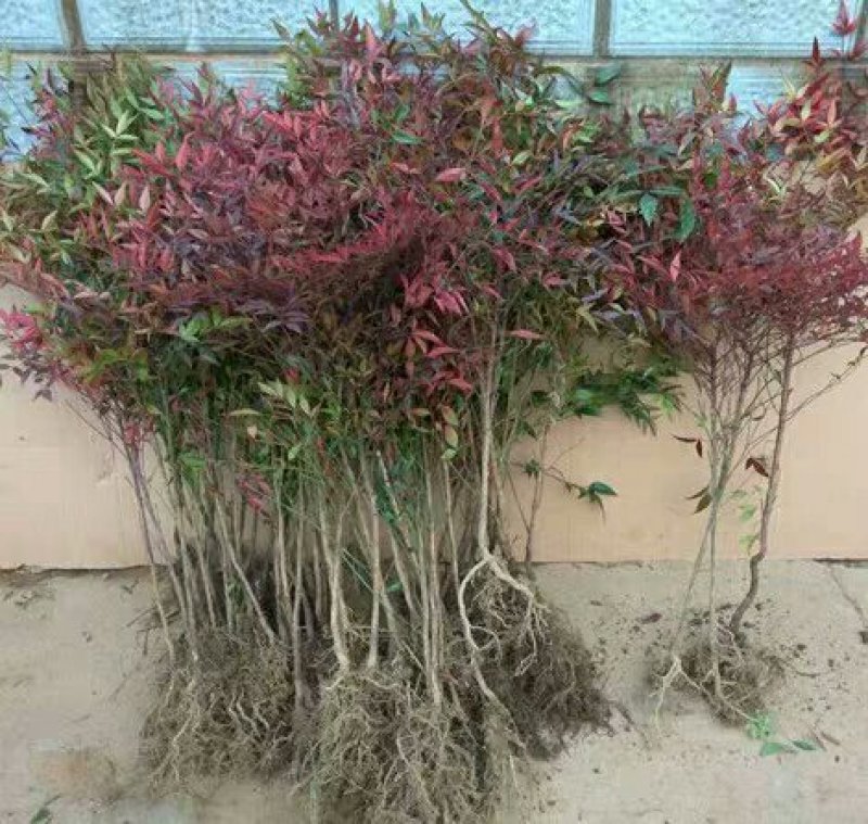 南天竹树苗花卉植物火焰南天竹南天竺红天竹盆景老桩庭院观赏
