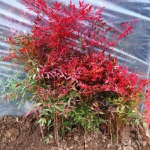 南天竹树苗花卉植物火焰南天竹南天竺红天竹盆景老桩庭院观赏