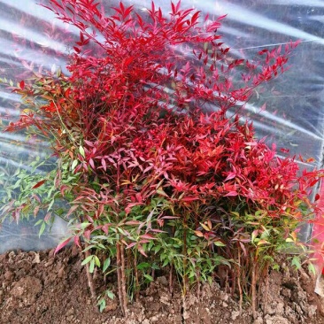 南天竹树苗花卉植物火焰南天竹南天竺红天竹盆景老桩庭院观赏