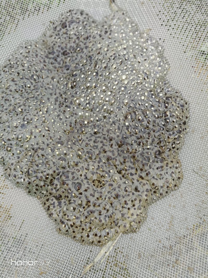 有要养青蛙的可以提前来我家预订蛙苗哦