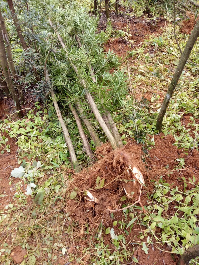 大量供应各种规格罗汉松，占地罗汉松，2到3公分的、绿化苗