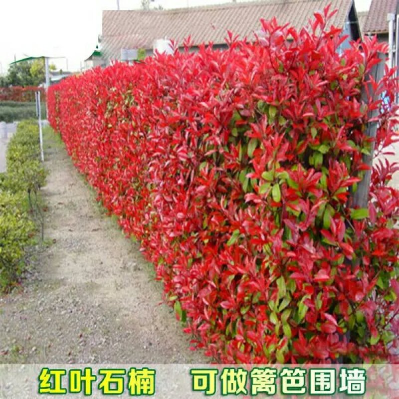 石楠球庭院绿化苗木红叶石楠小苗红罗宾红叶石楠苗树