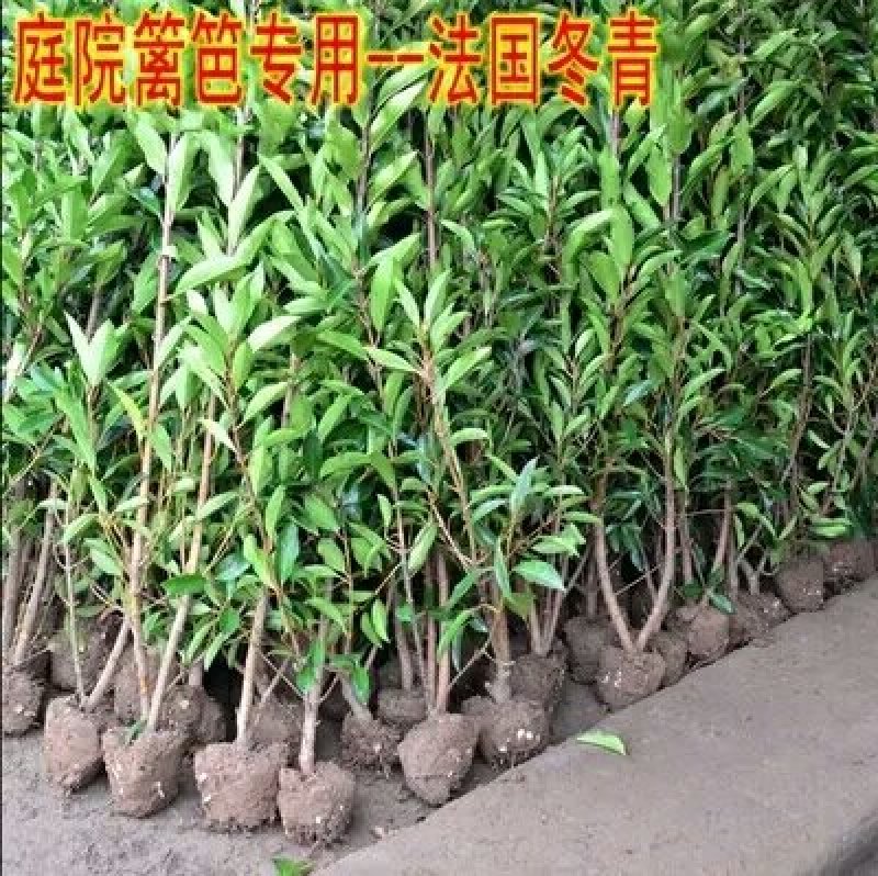 法国冬青苗冬青树北海道黄杨苗日本珊瑚树庭院篱笆墙四季常青