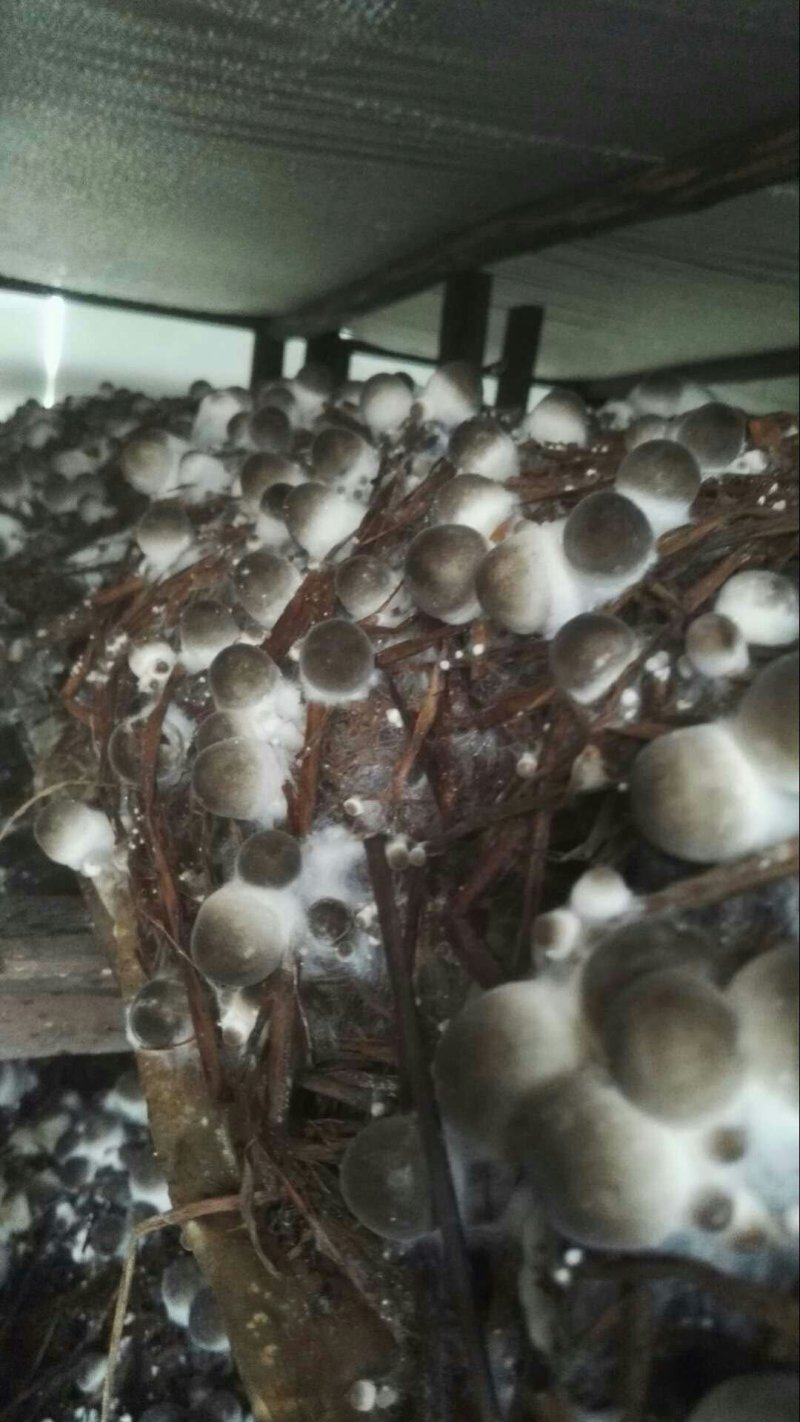 食用菌草菇栽培技术培训班常年招生