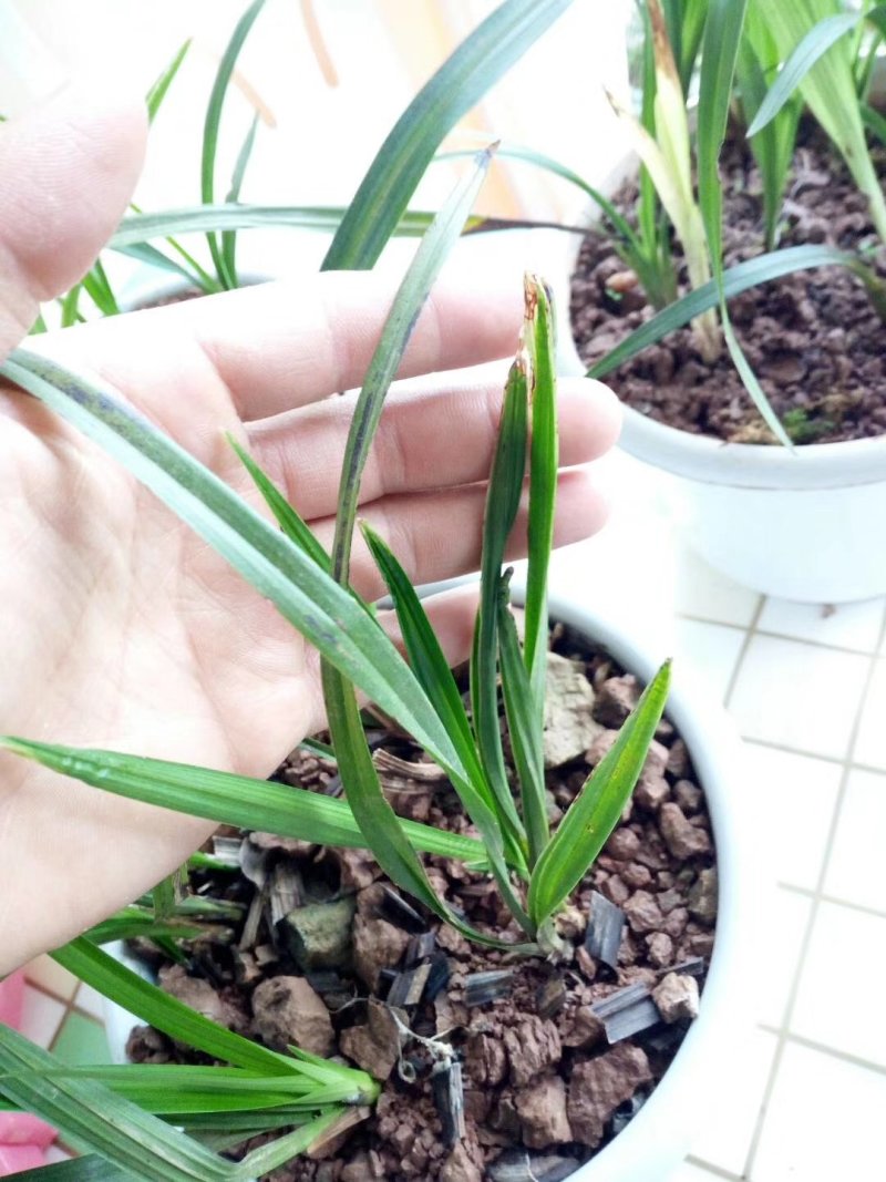 长期大量批发四川通江春剑蕙兰春兰盆景种苗