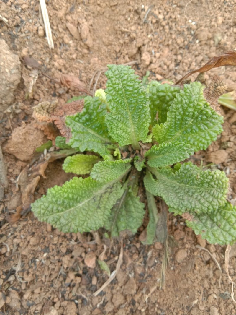 大量岀售各种野菜