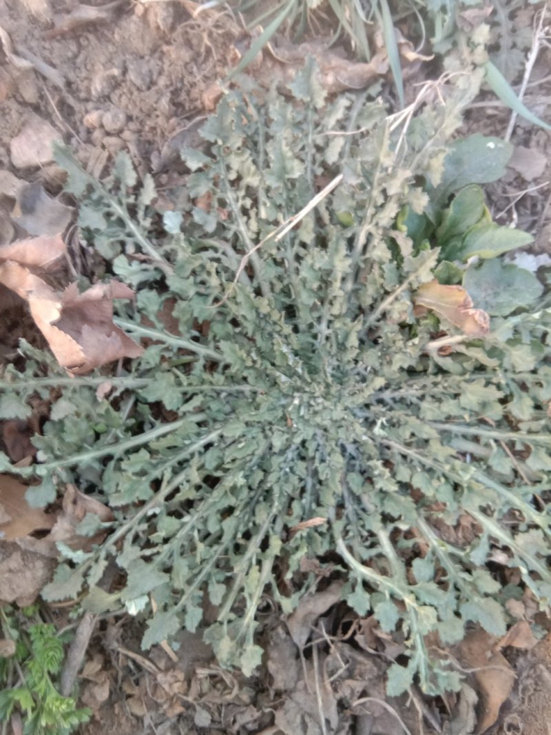 大量岀售各种野菜