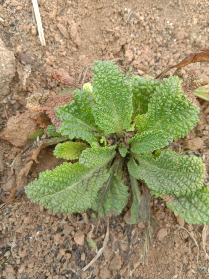 大量岀售各种野菜