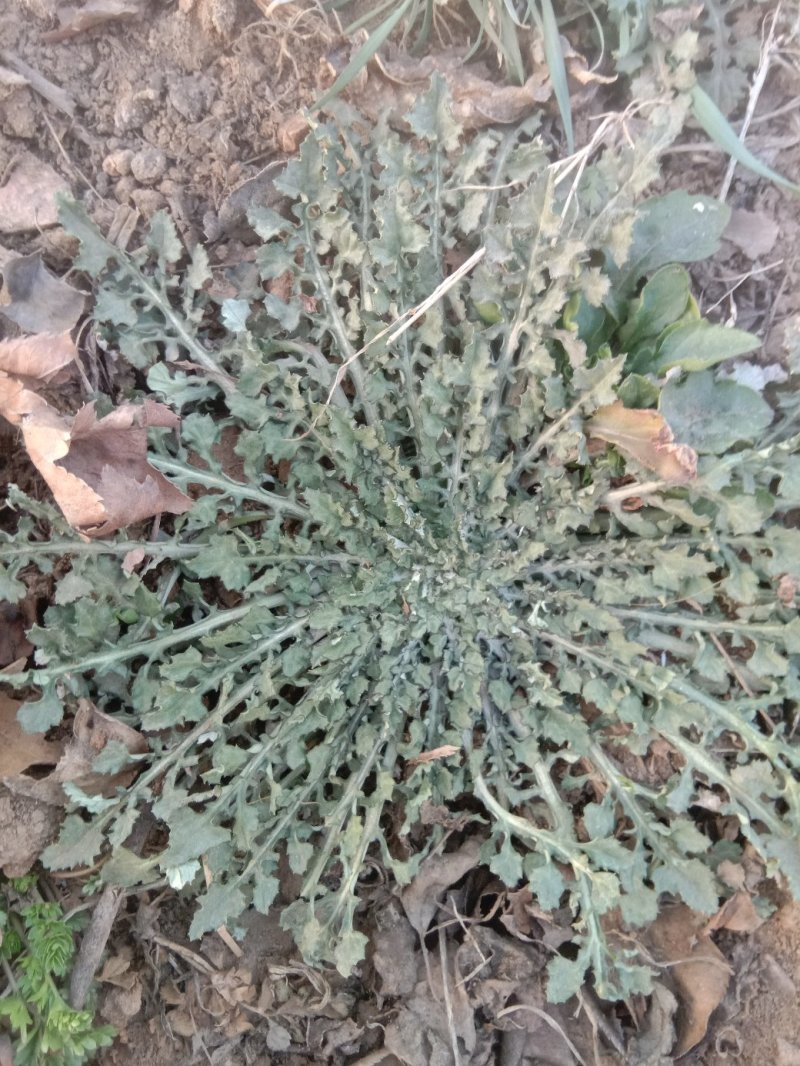 大量岀售各种野菜